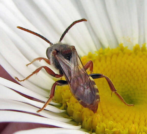 Image of Nomada bethunei Cockerell 1903