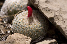 Image of Button Cactus