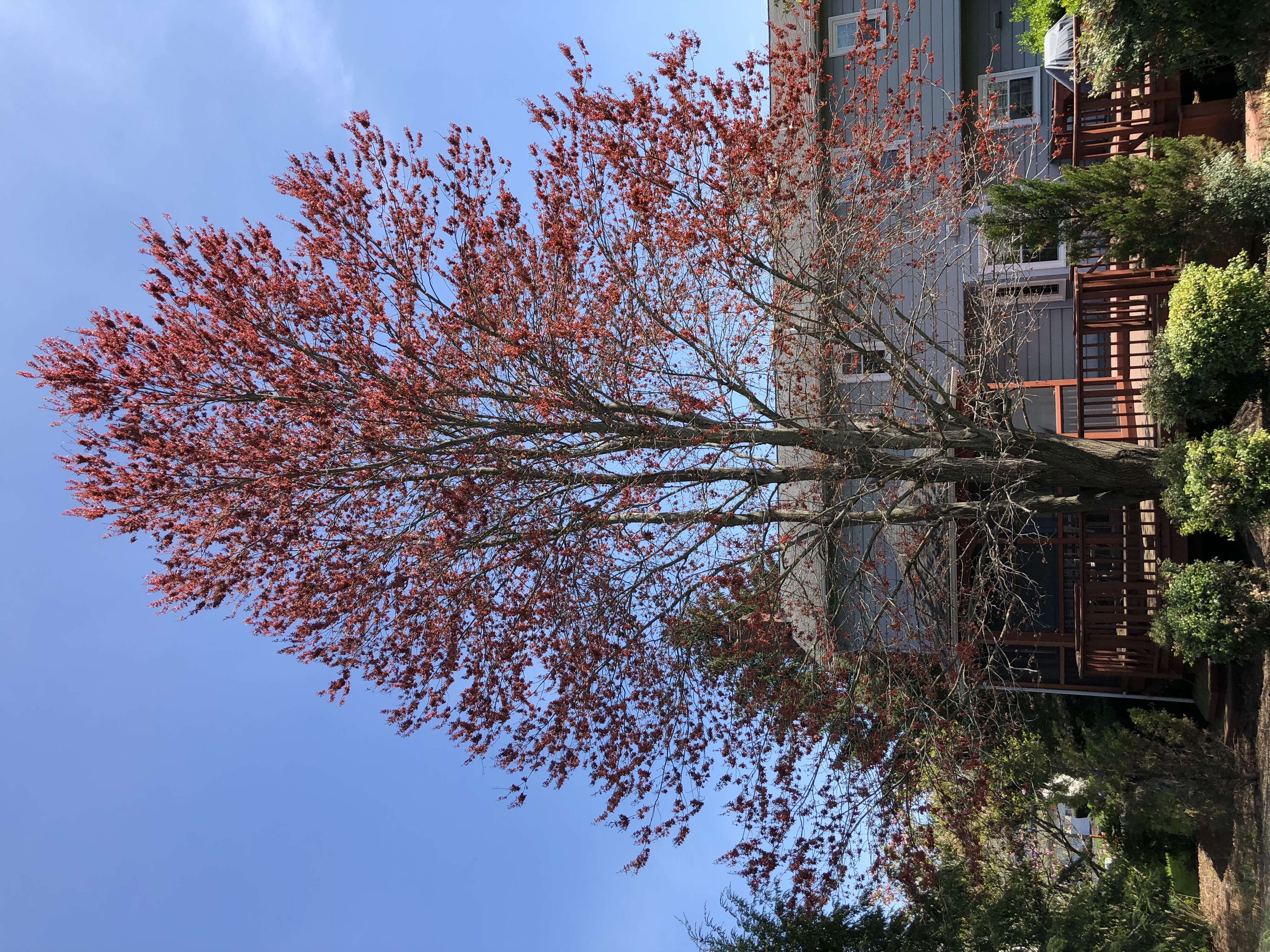 Image of Red Maple