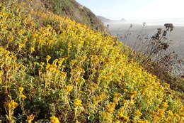 Image of seaside woolly sunflower