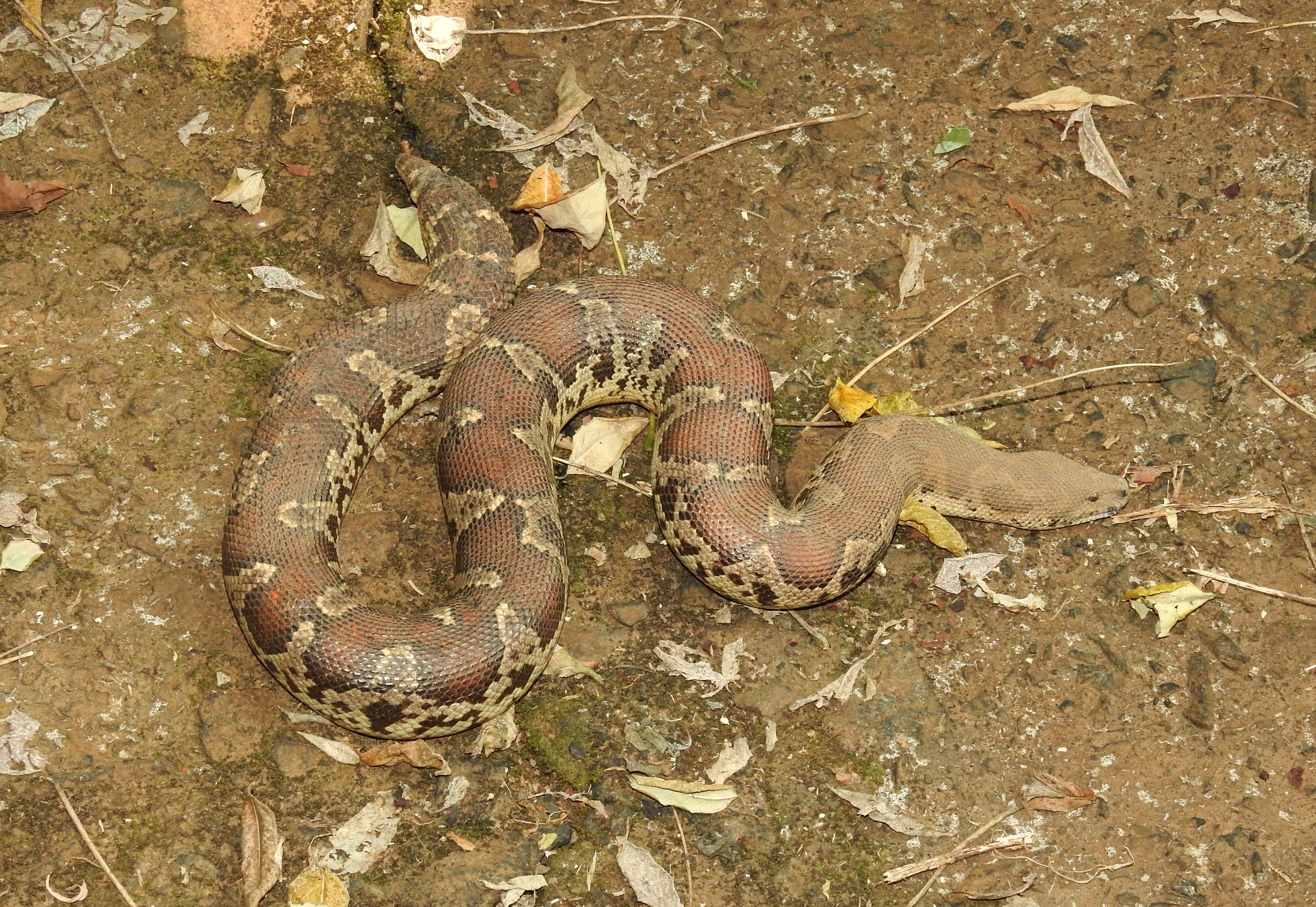 Image of Common Sand Boa