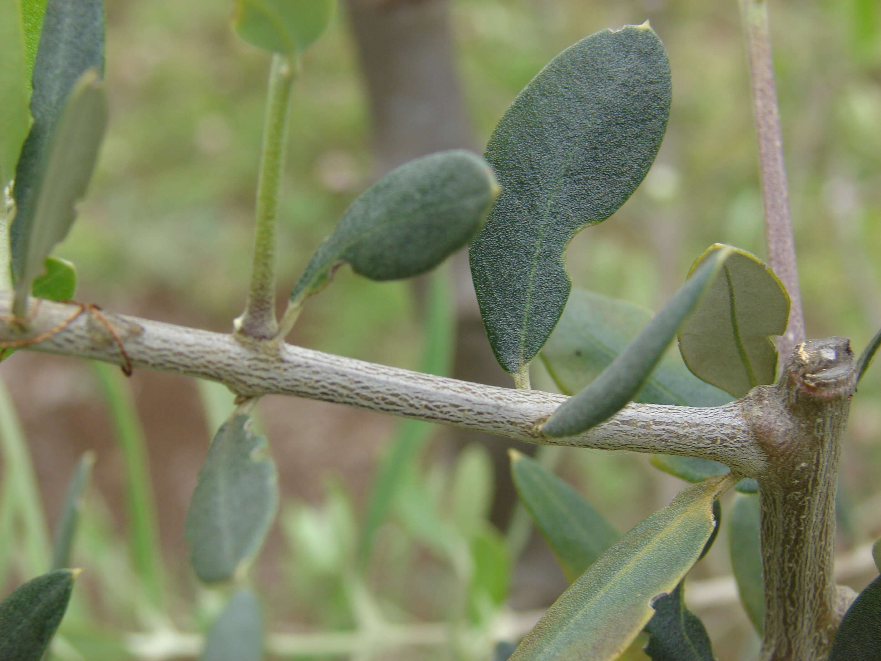 Image of olive tree