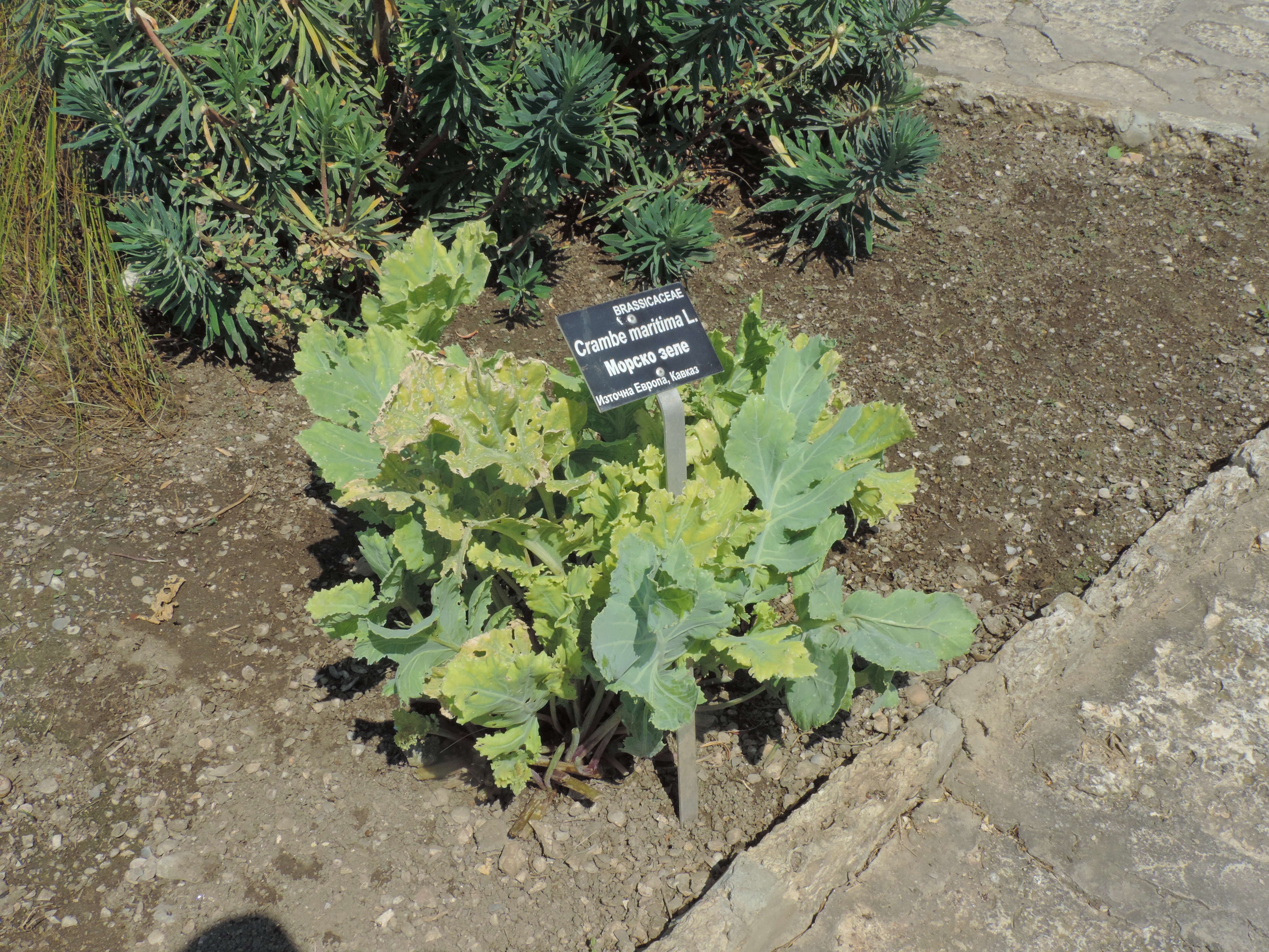 Image of sea kale