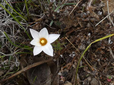 Image of Romulea toximontana M. P. de Vos