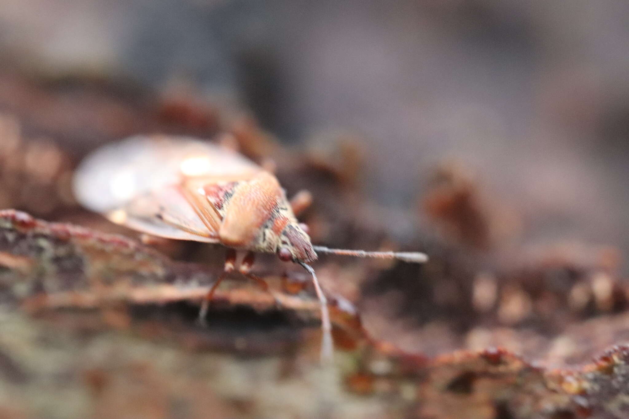 Image of Birch Catkin Bug