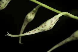 Image of Spotted Oncidium