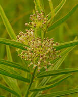 Image de Asclepias hirtella (Pennell) R. E. Woodson