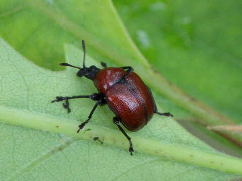 Image of Oak Leaf-roller