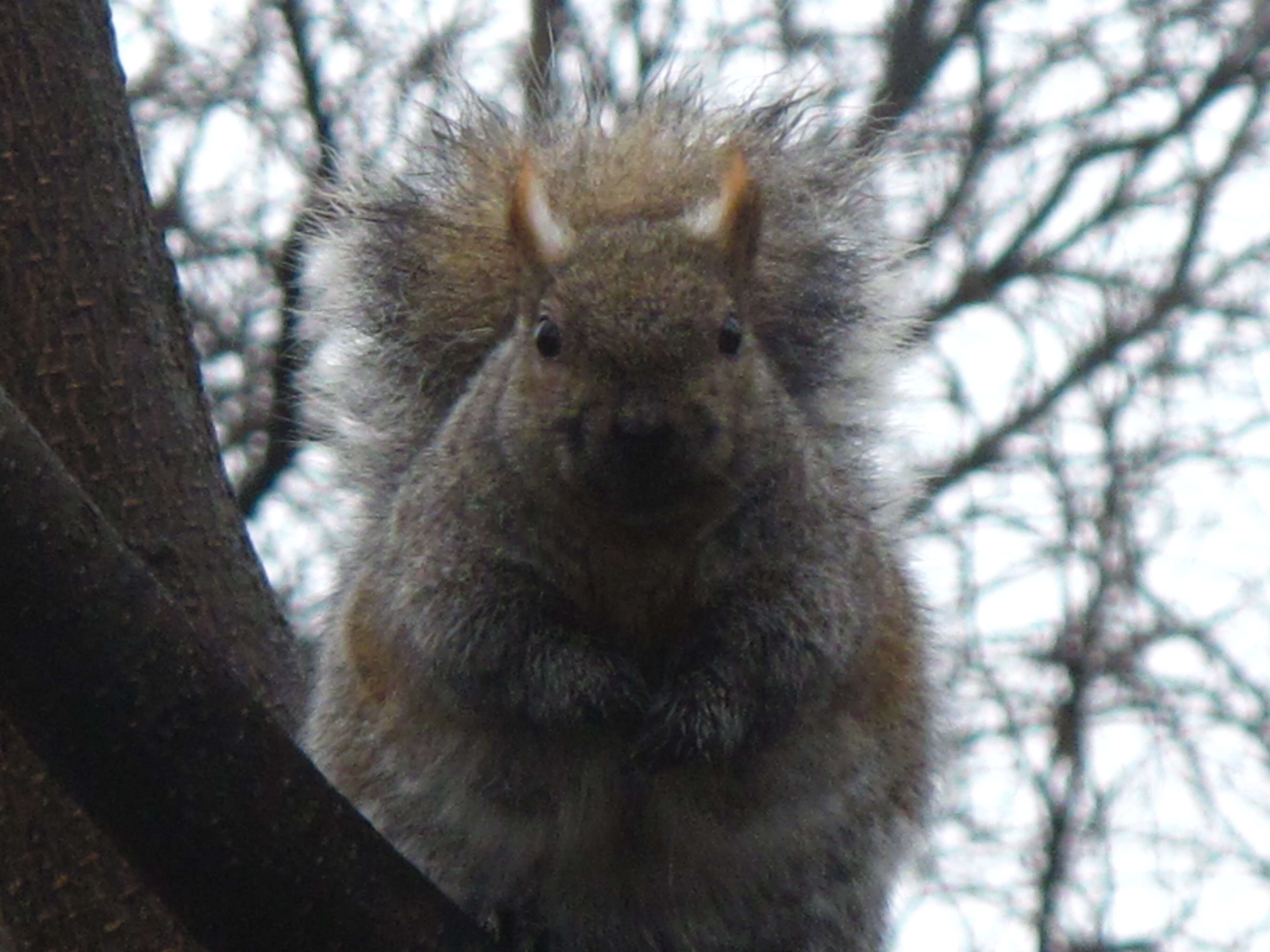 Image of Sciurus subgen. Sciurus Linnaeus 1758