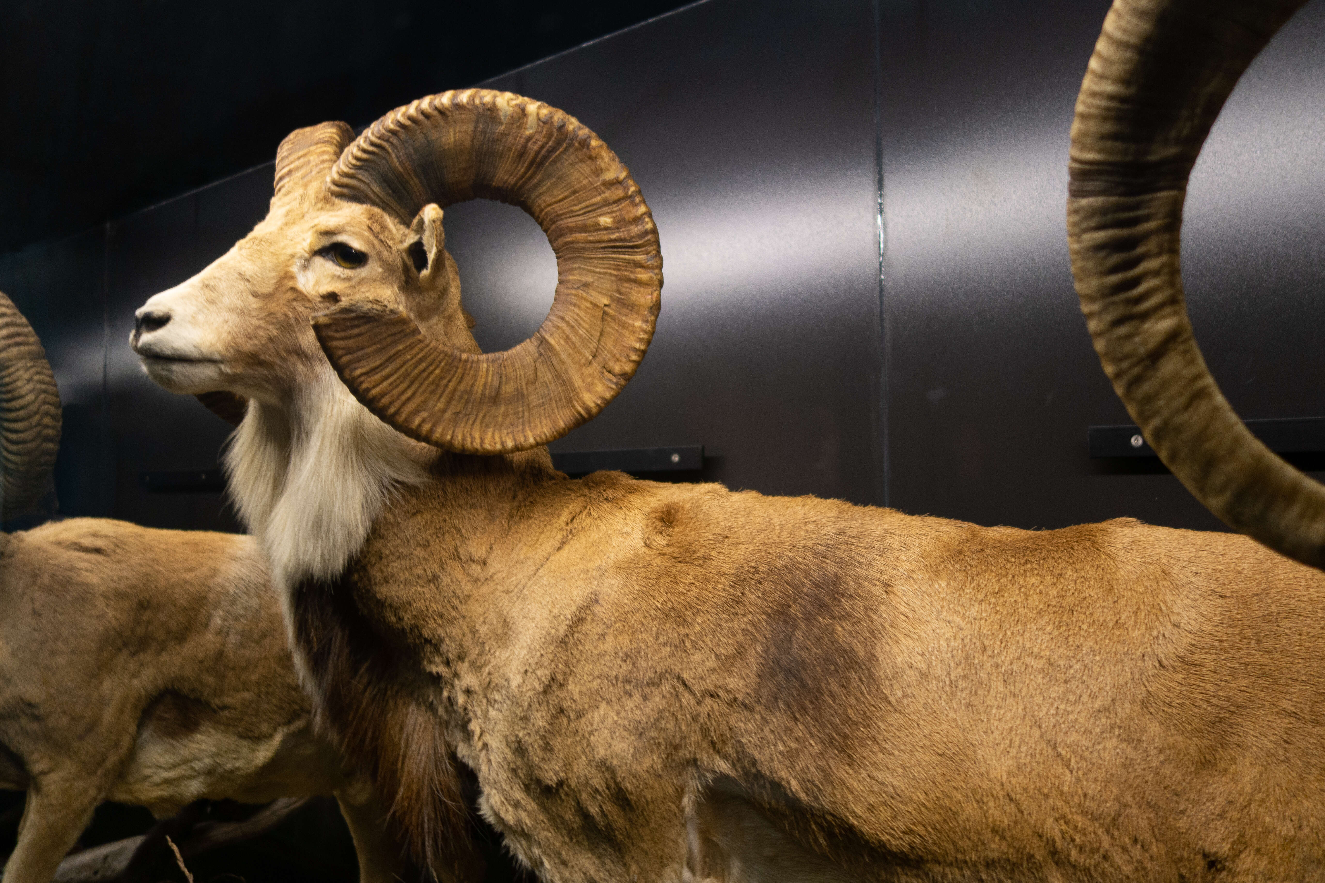 Image of Ladakh Urial