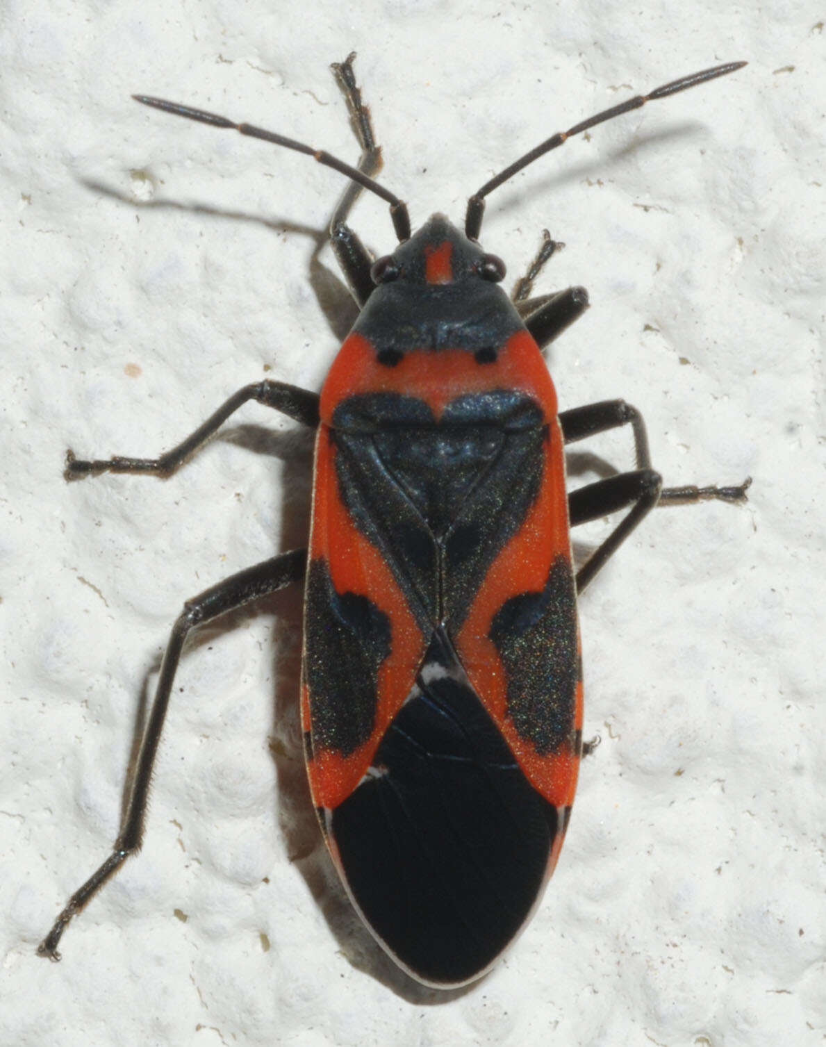 Image of Common milkweed bug