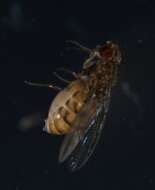 Image of Pomace fly