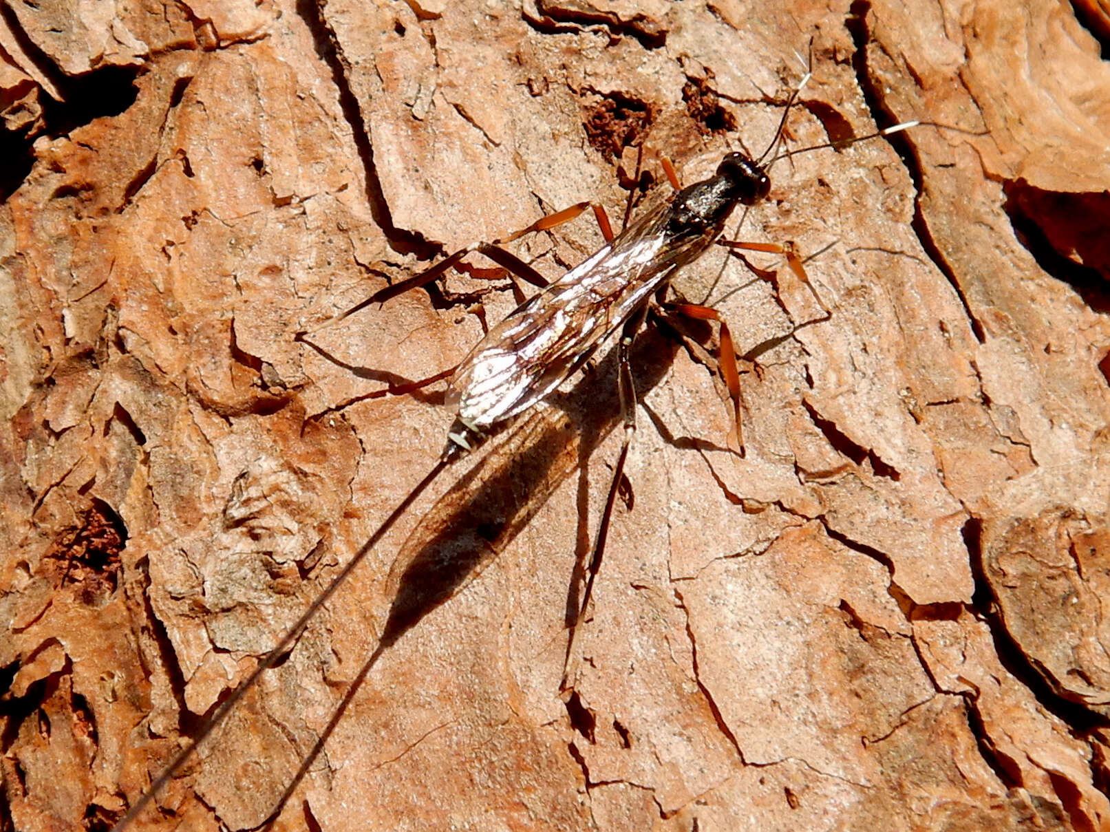 Image of Sabre wasp