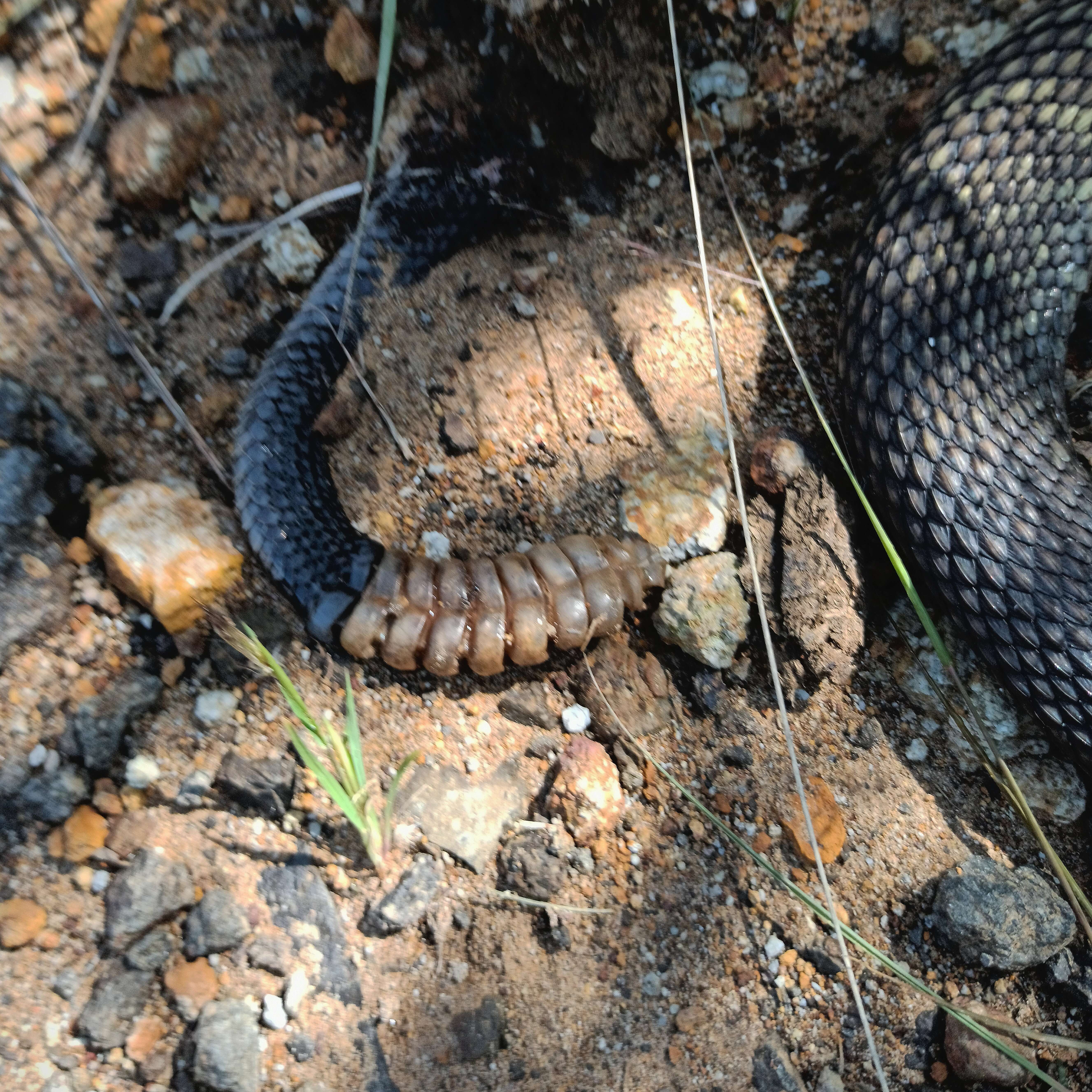 Image of Blacktail Rattlesnake