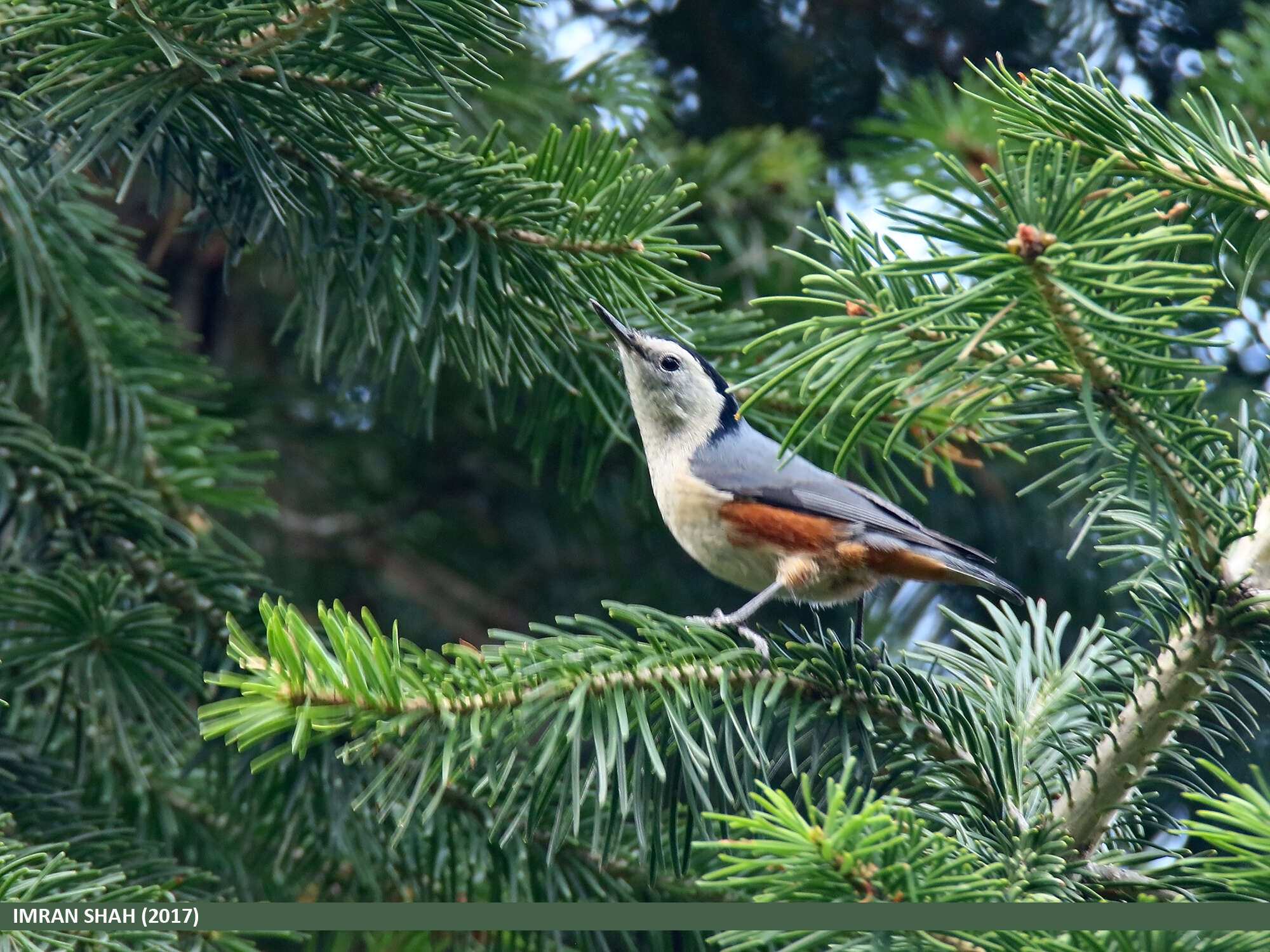 Слика од Sitta leucopsis Gould 1850