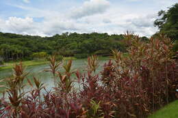 Imagem de Cordyline fruticosa (L.) A. Chev.