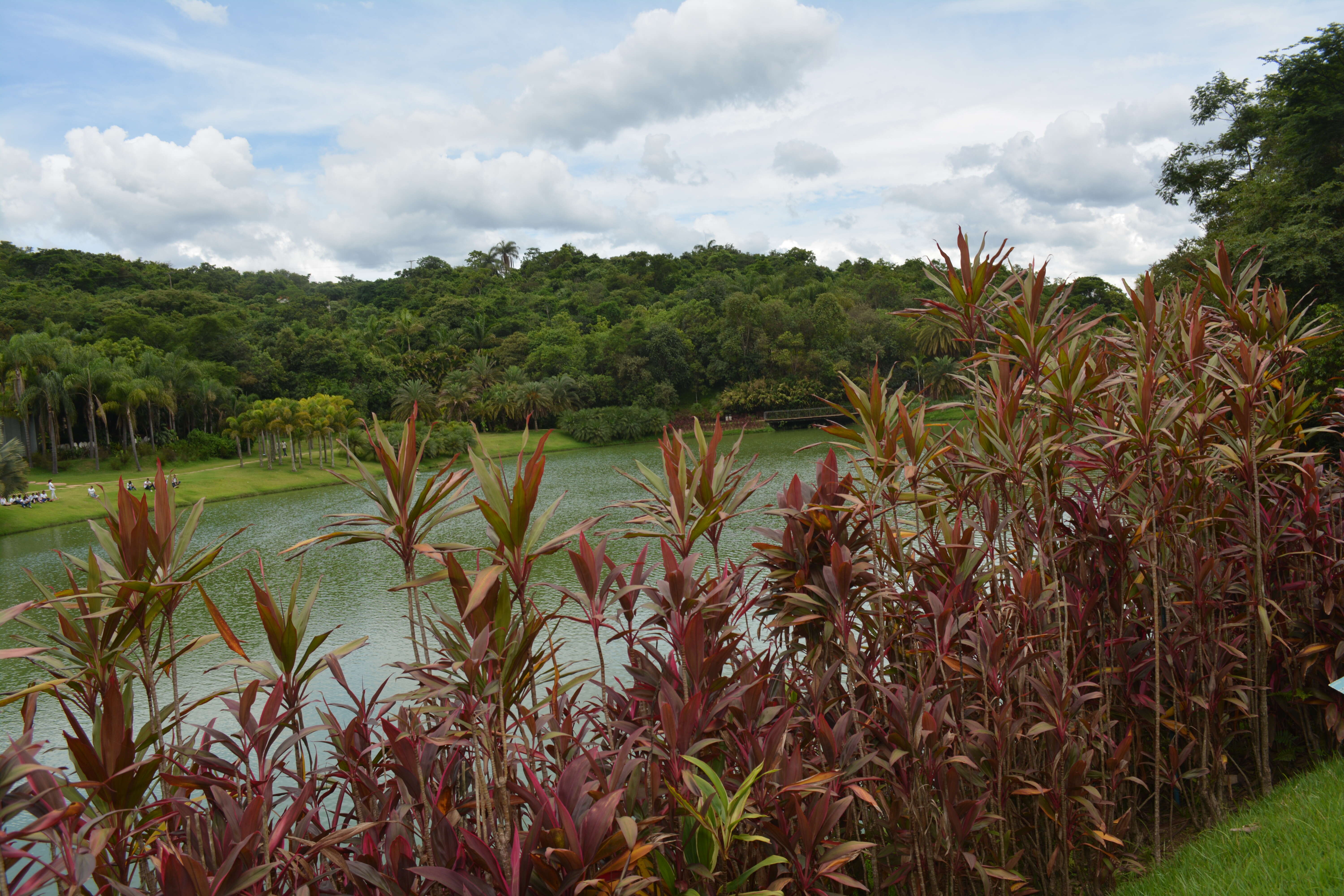 Imagem de Cordyline fruticosa (L.) A. Chev.