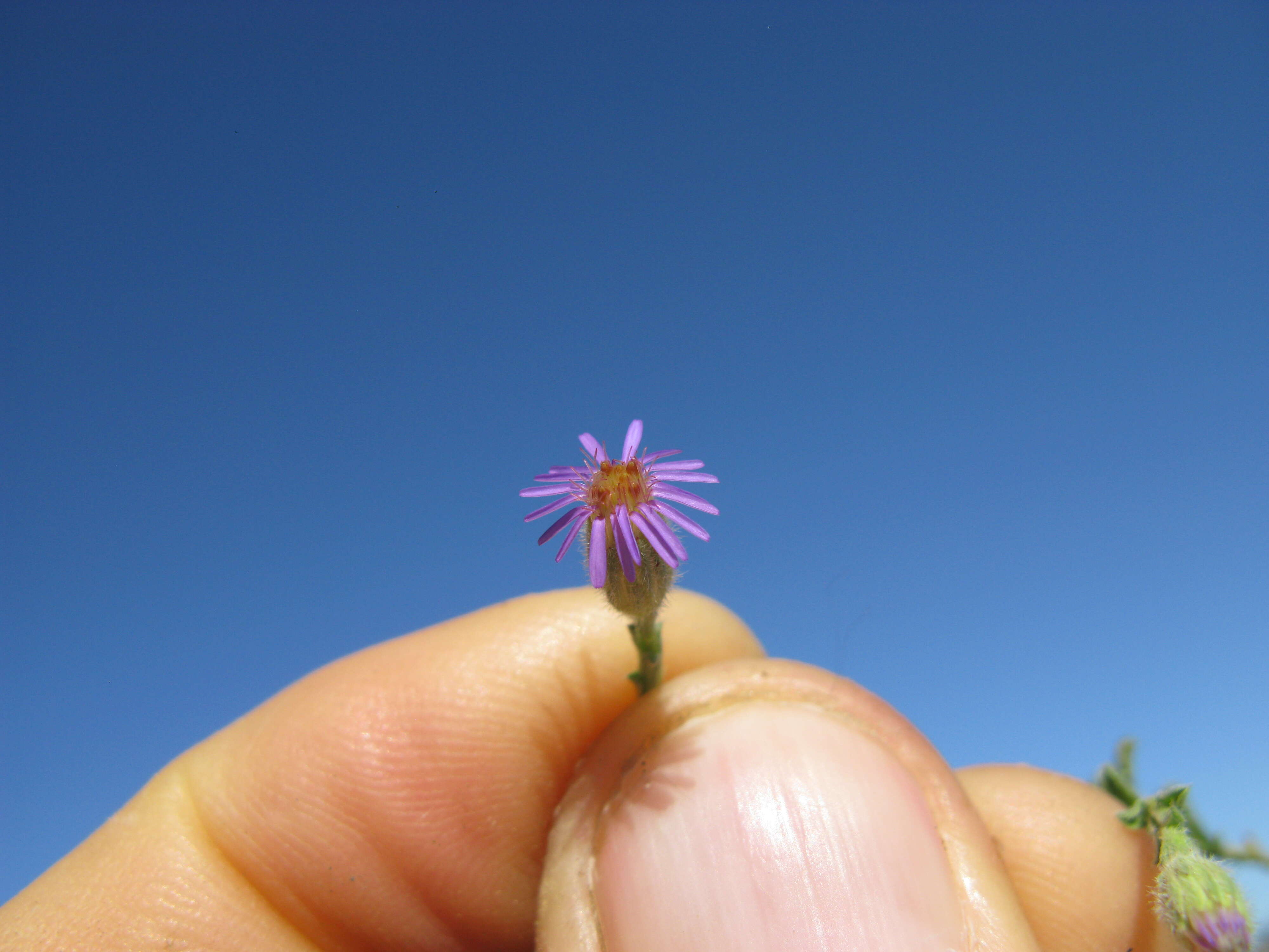 Image of Vittadinia cuneata DC.