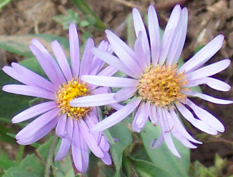 Image of soft aster