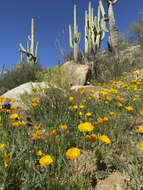 Image of saguaro