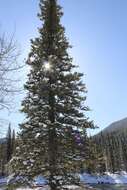 Image of Canadian Spruce