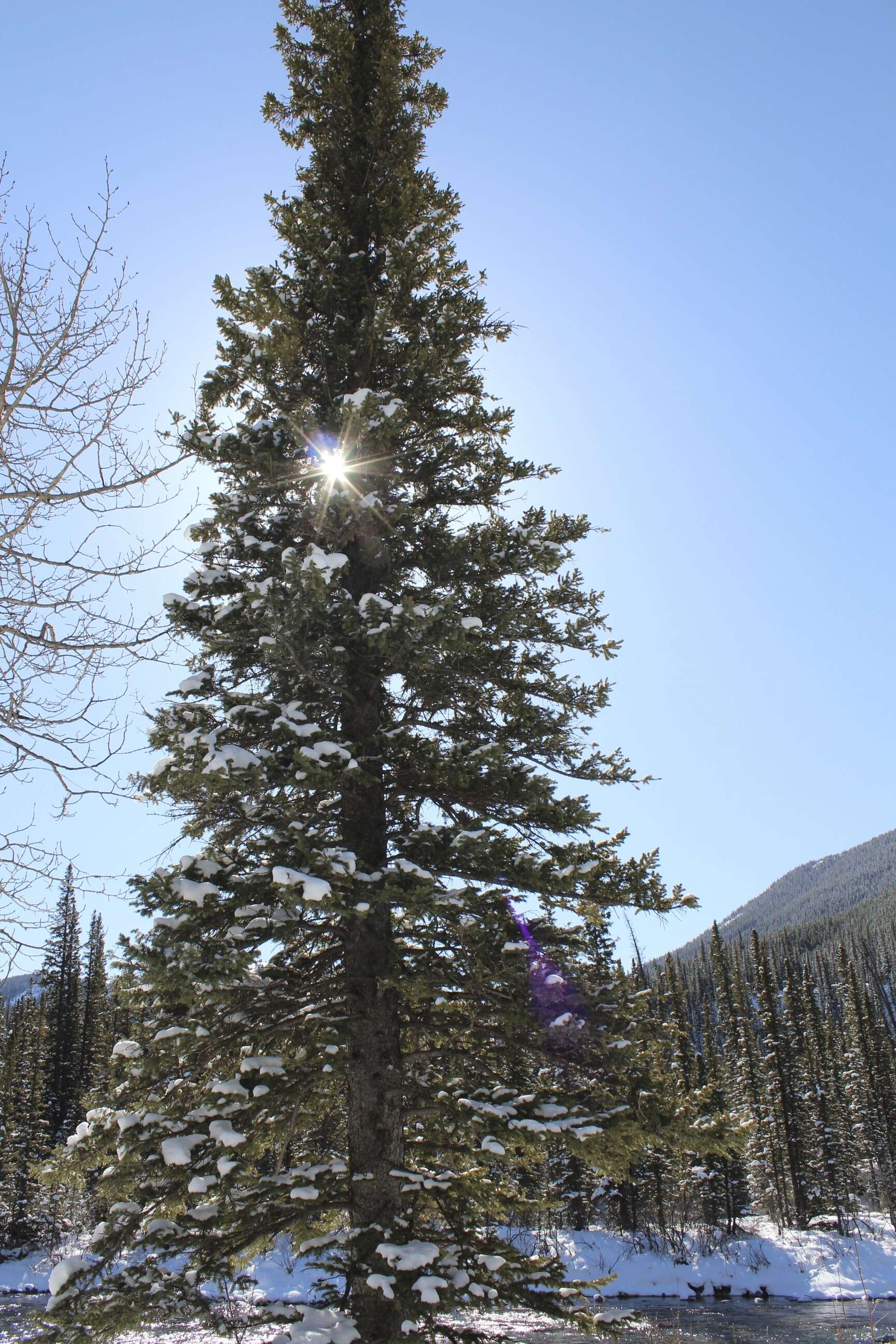 Image of Canadian Spruce