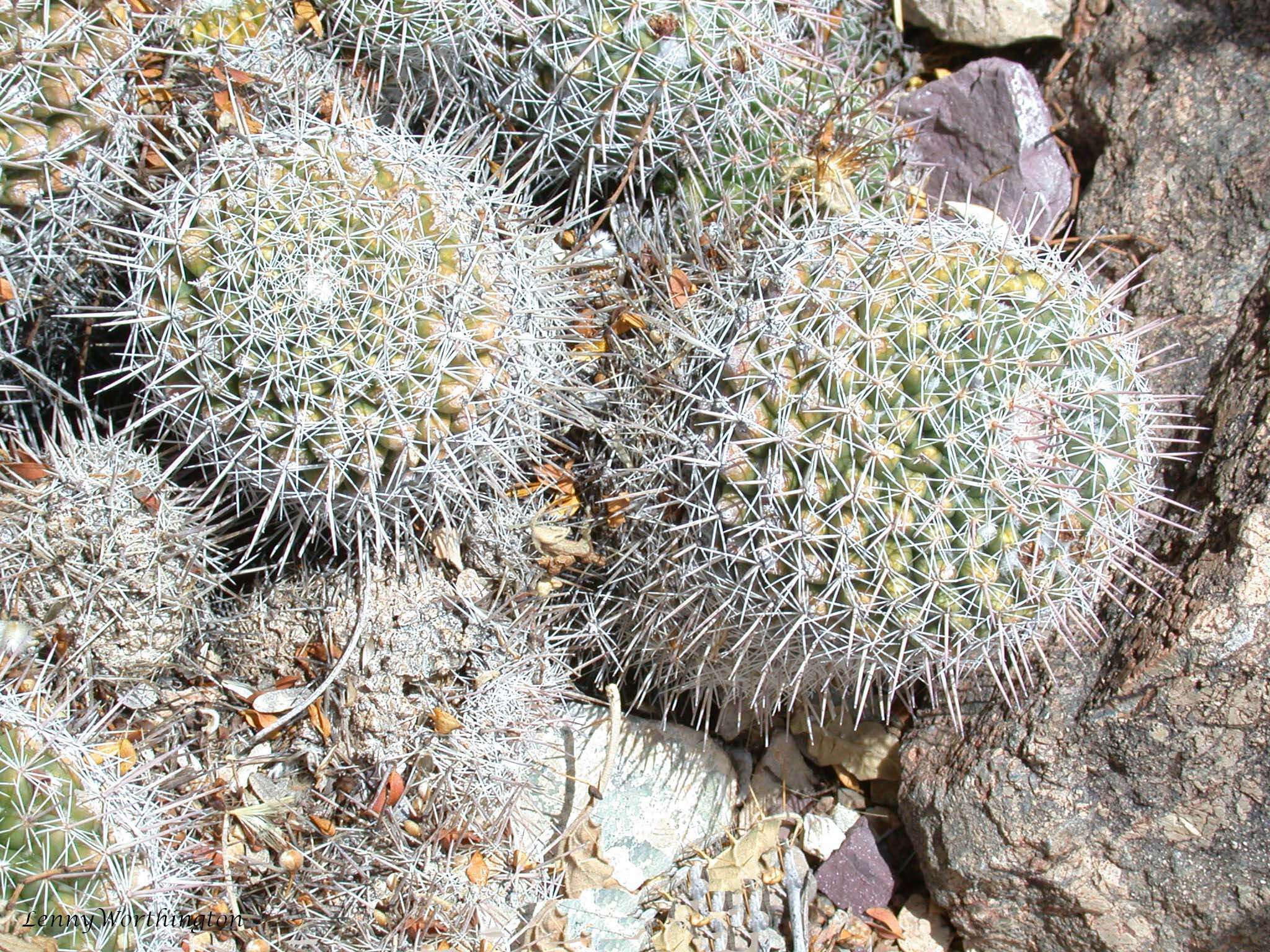 Image of Mammillaria standleyi (Britton & Rose) Orcutt