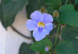 Image of Bengal clock vine