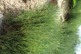 Image of Chinese Ephedra