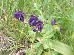 Cerinthe major L. resmi