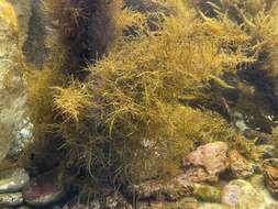 Слика од Sargassum horneri