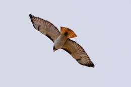 Image of Eastern Red-tailed Hawk