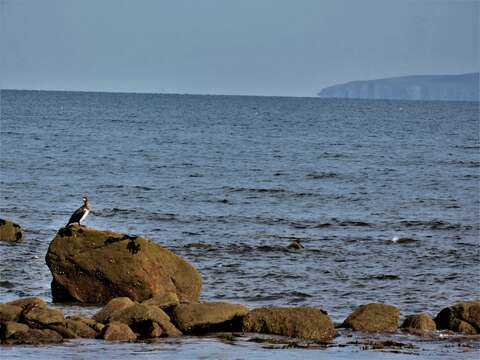 Image of Black Shag