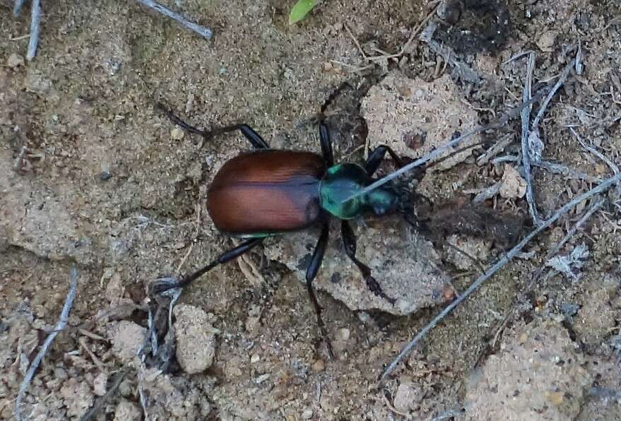 Image of Calosoma (Castrida) rufipenne Dejean 1831