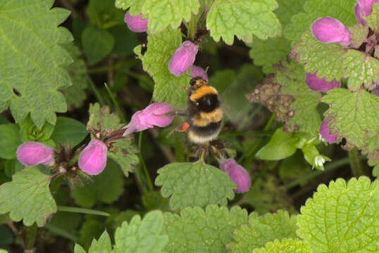 Image of Small garden bumblebee