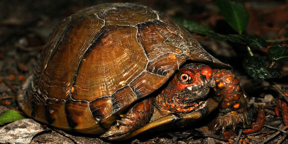 Image of American Box Turtle