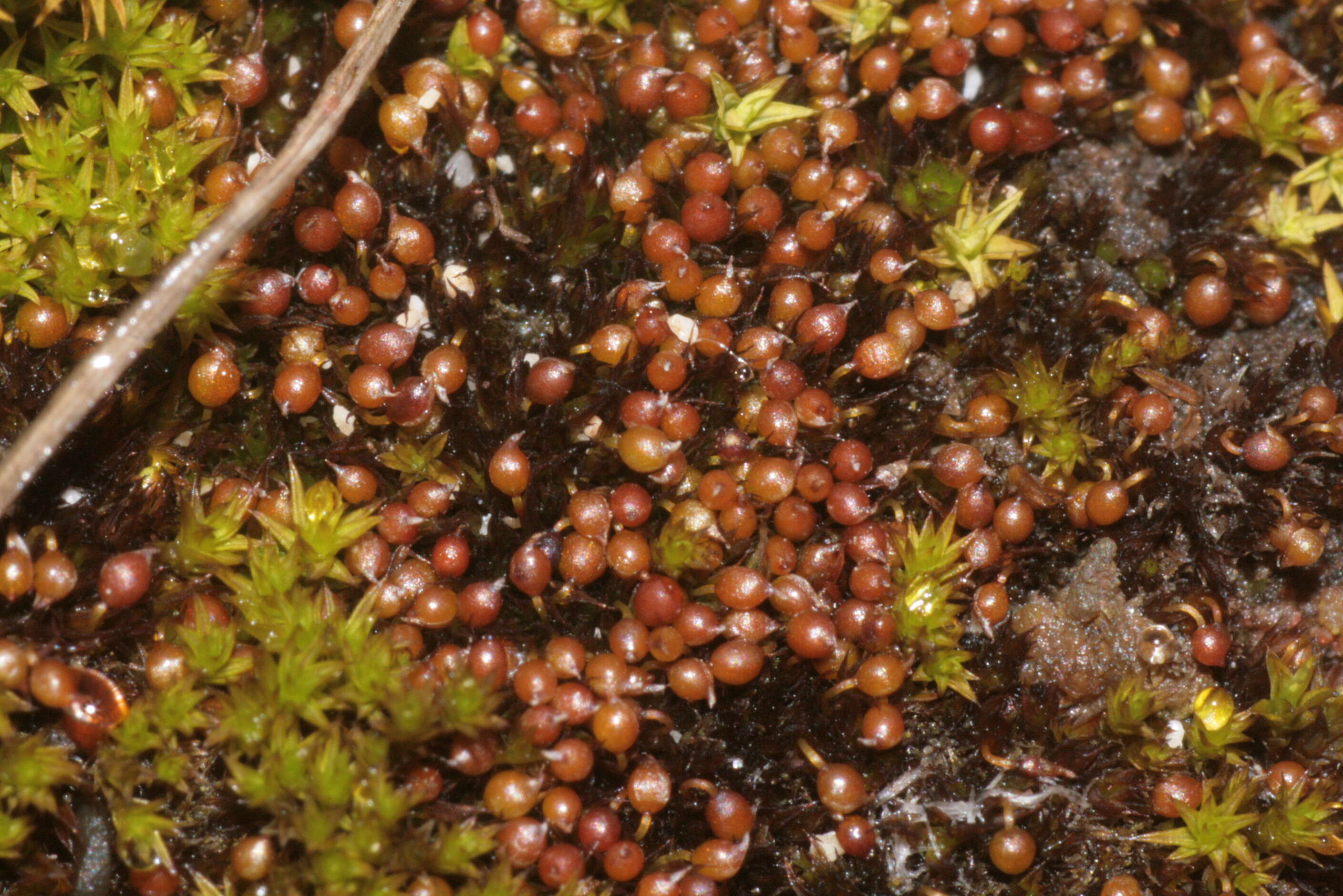 Image of Microbryum