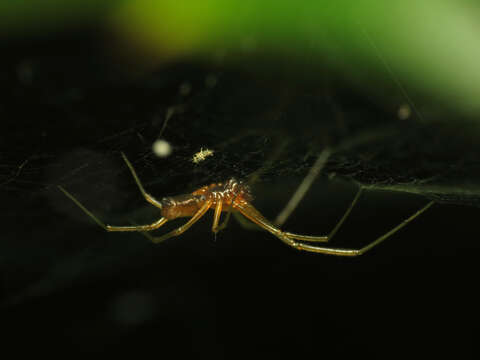 Image of Basilica Orbweaver