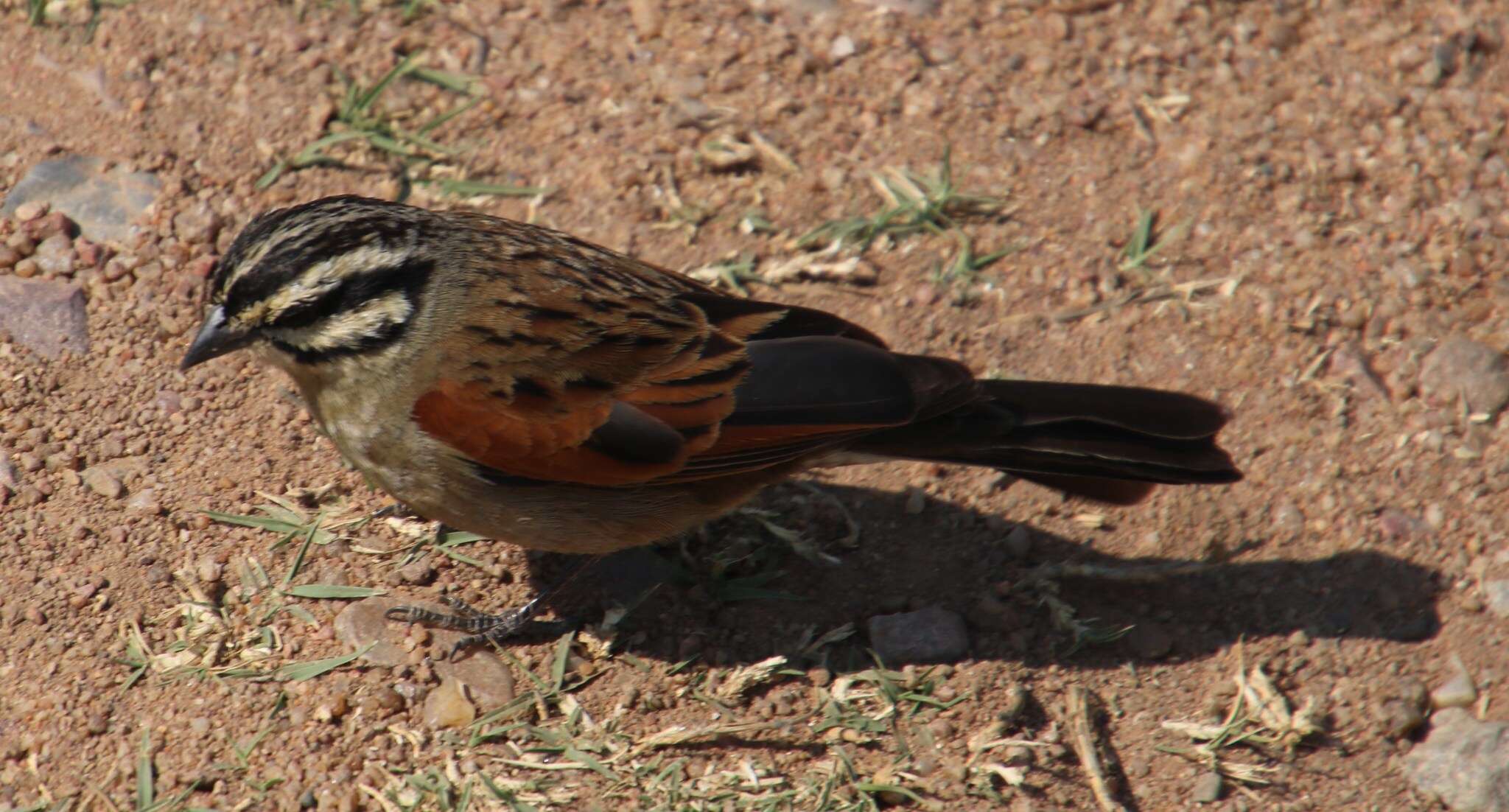 Image of Cape Bunting