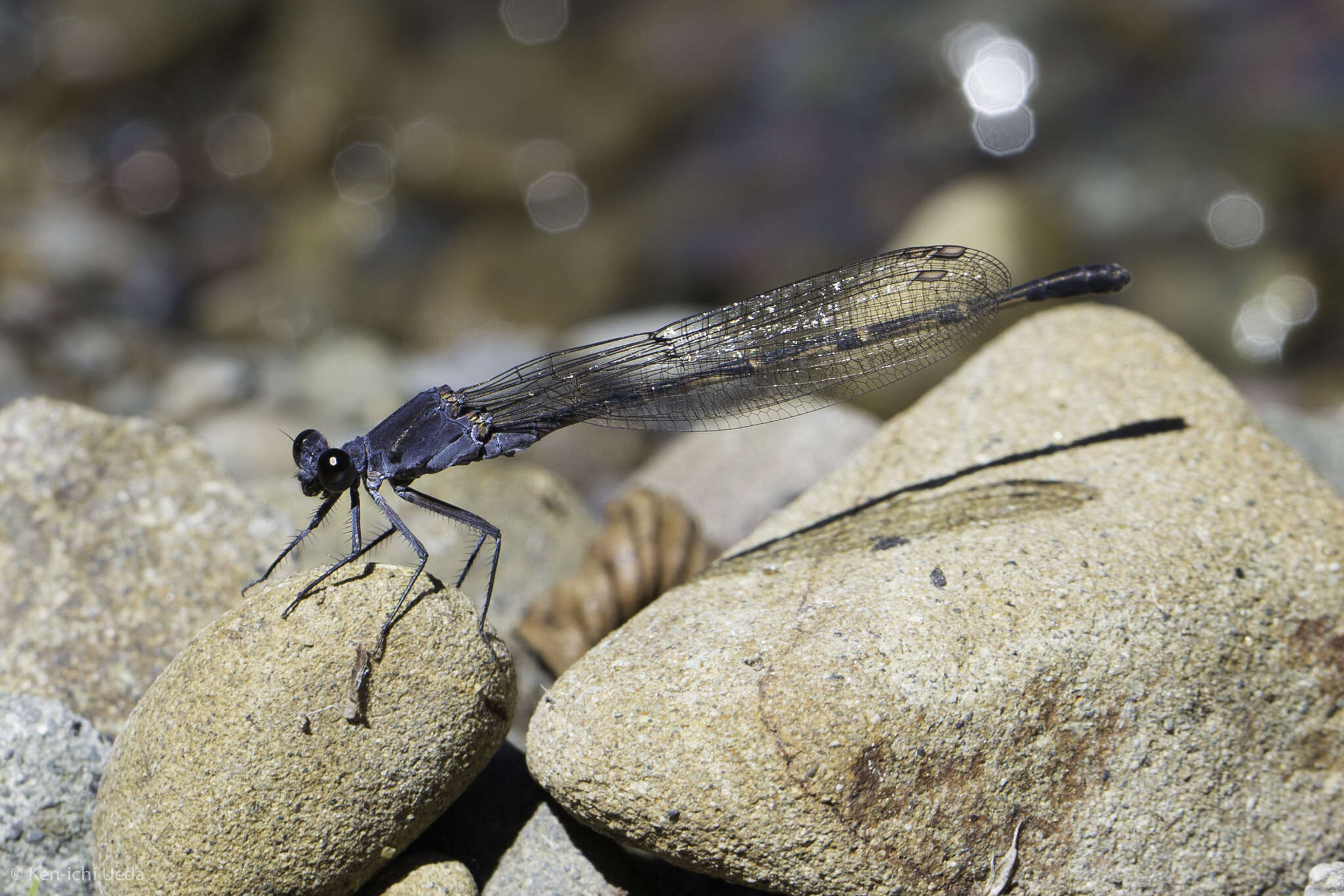 Image of Sooty Dancer