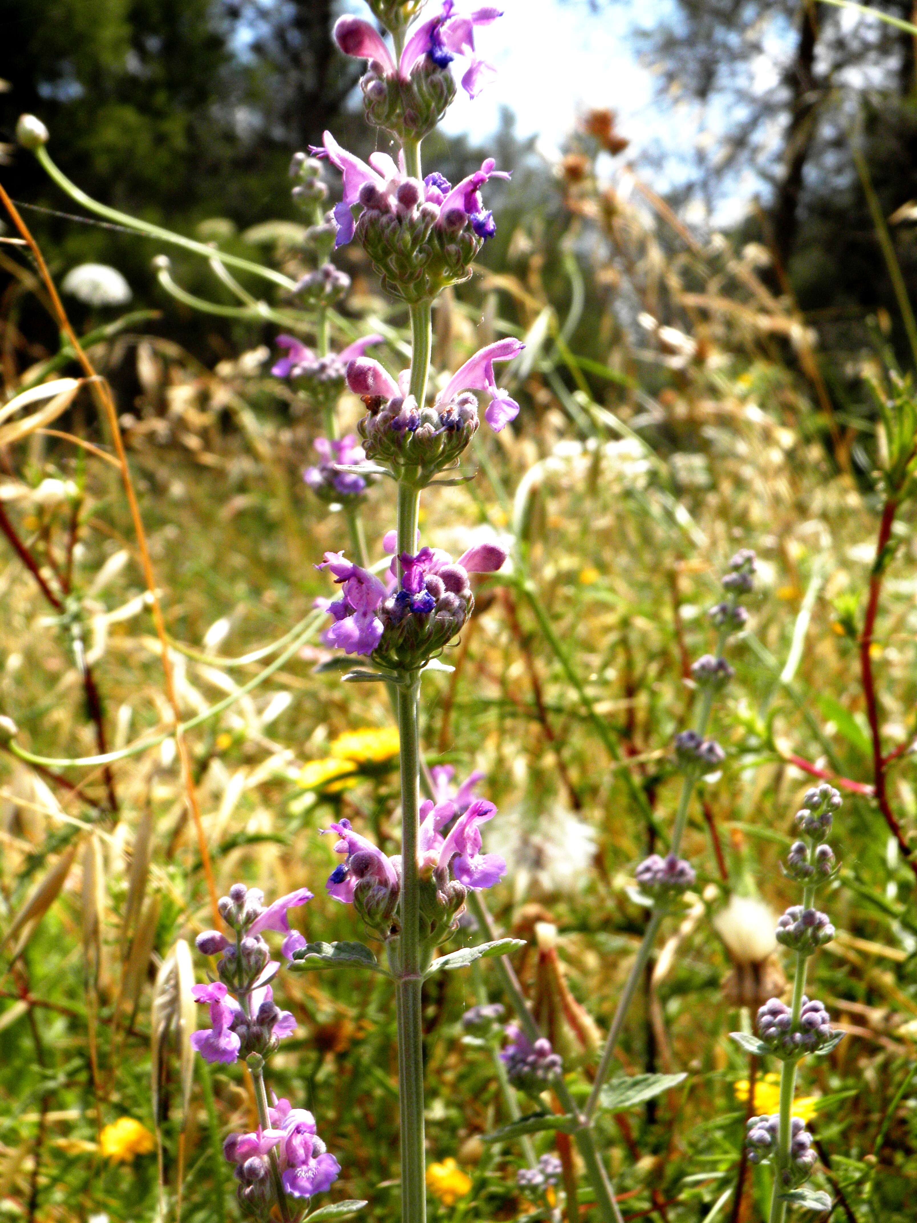 Nepeta curviflora Boiss. resmi