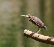 Image of Green-backed Heron