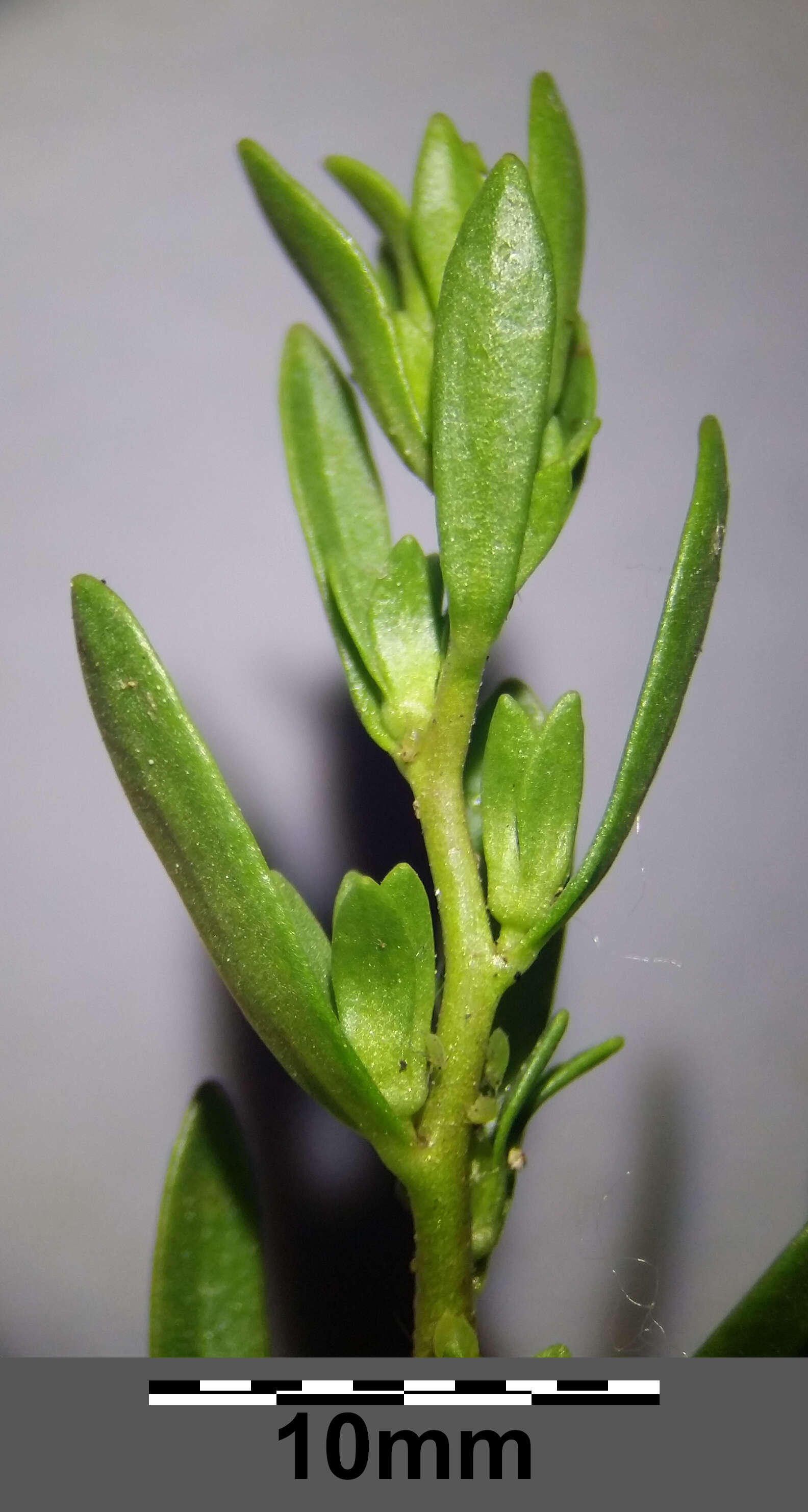 Image of american speedwell