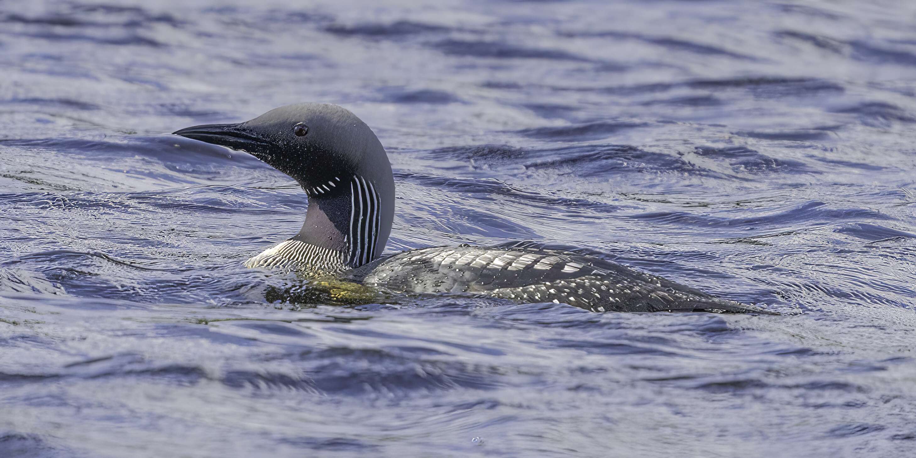 Image of Arctic Loon