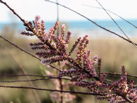 Image of tamarisk