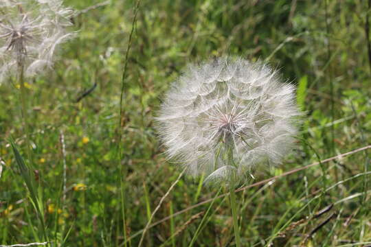 Image of Tragopogon orientalis L.