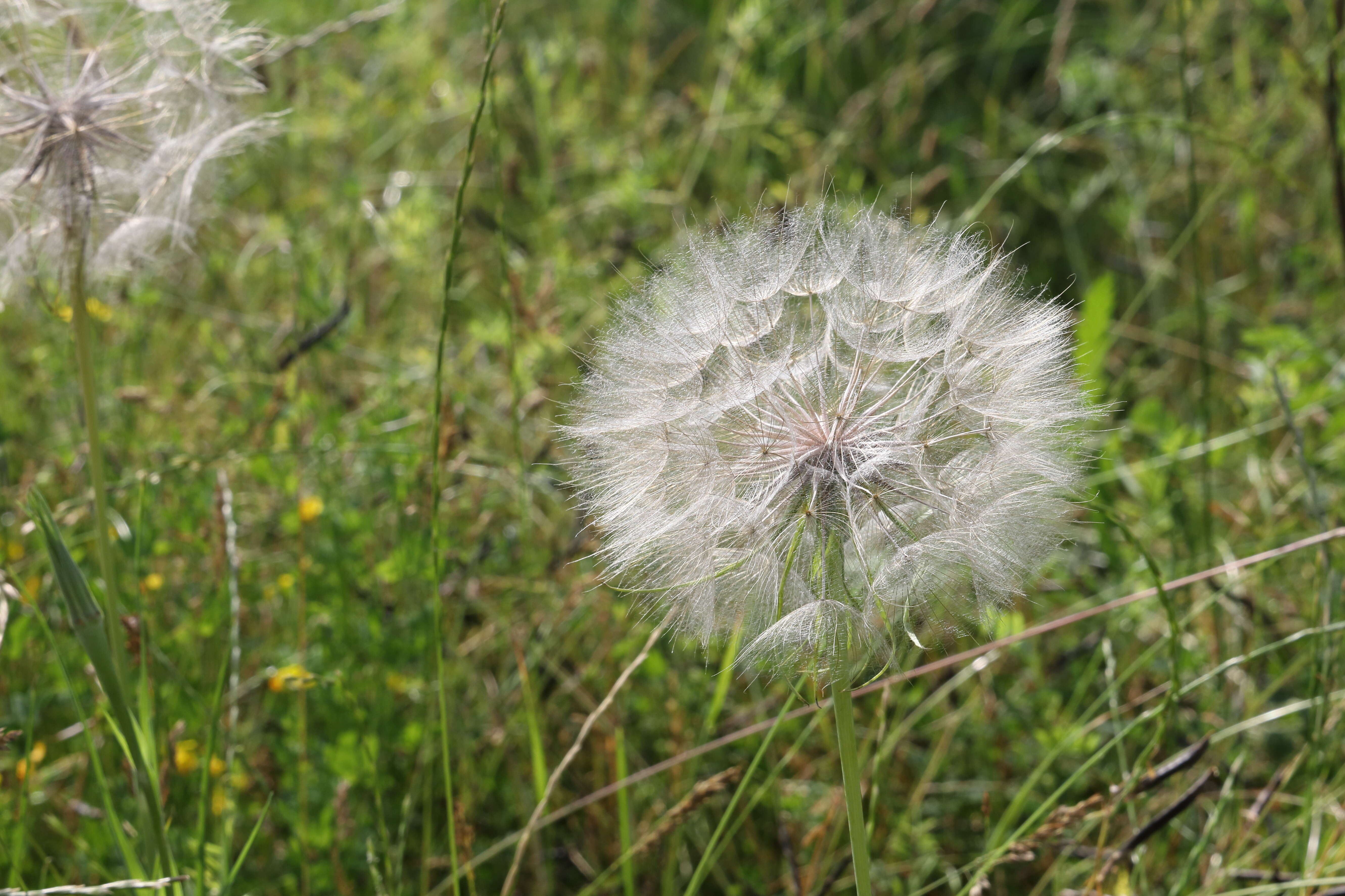 Image of Tragopogon orientalis L.