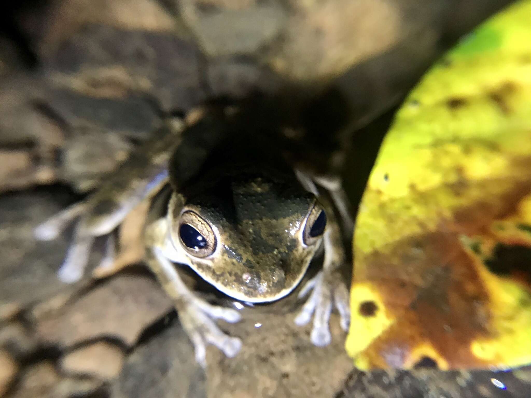 Image of Panama Cross-banded Treefrog