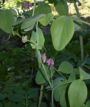 Image of Lathyrus pisiformis L.