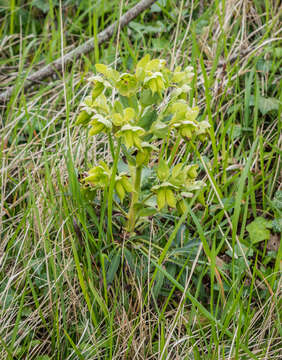 Image of Stinking Hellebore